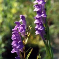 Bajkalina